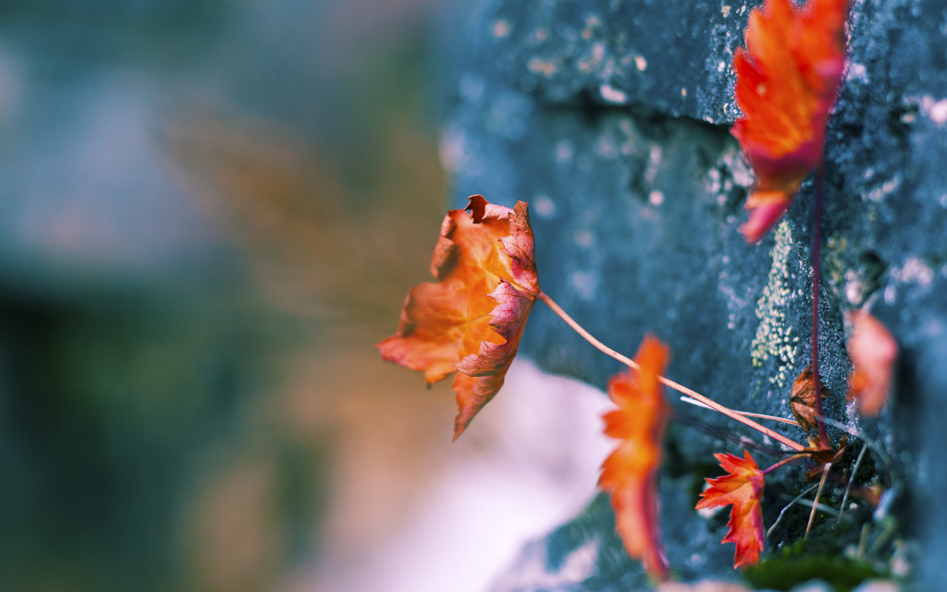 VALORANT 国际赛场新格局初现，valorant比赛在哪看