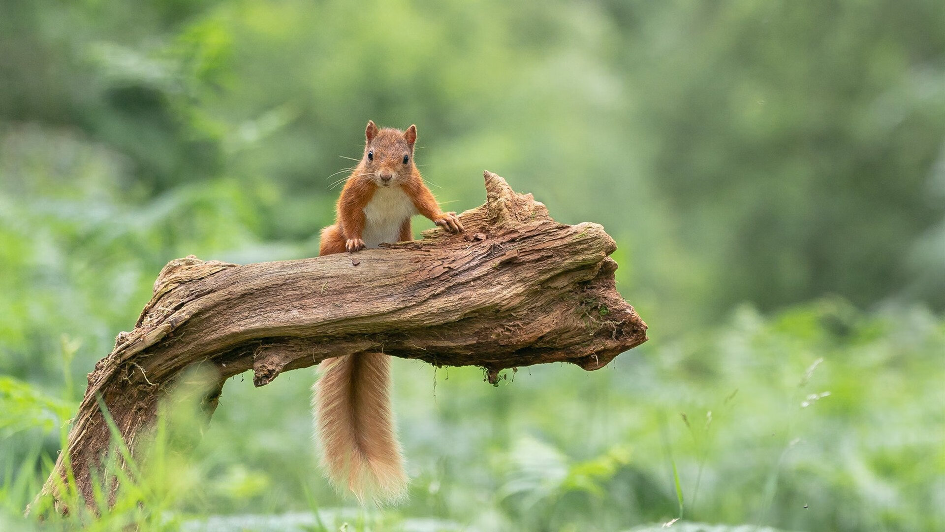 VALORANT 战队实力排名变化明显，valorant比赛规则