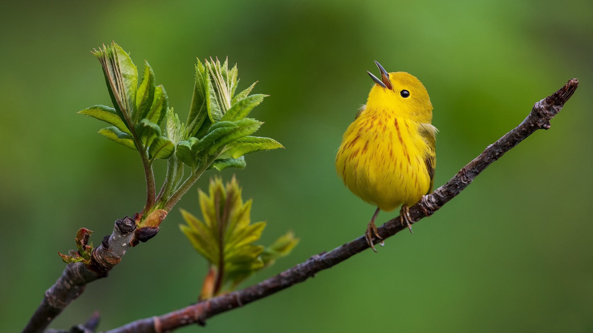 _森林狼势头正劲，争取季后赛门票_，森林狼最新进展