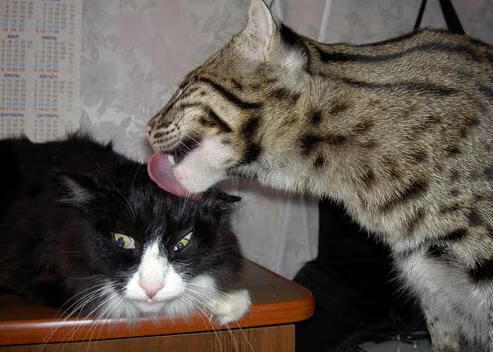 爱游戏网页版-【青训加油站】年轻运动员模仿丁俊晖的攻防设计，挑战丁俊晖